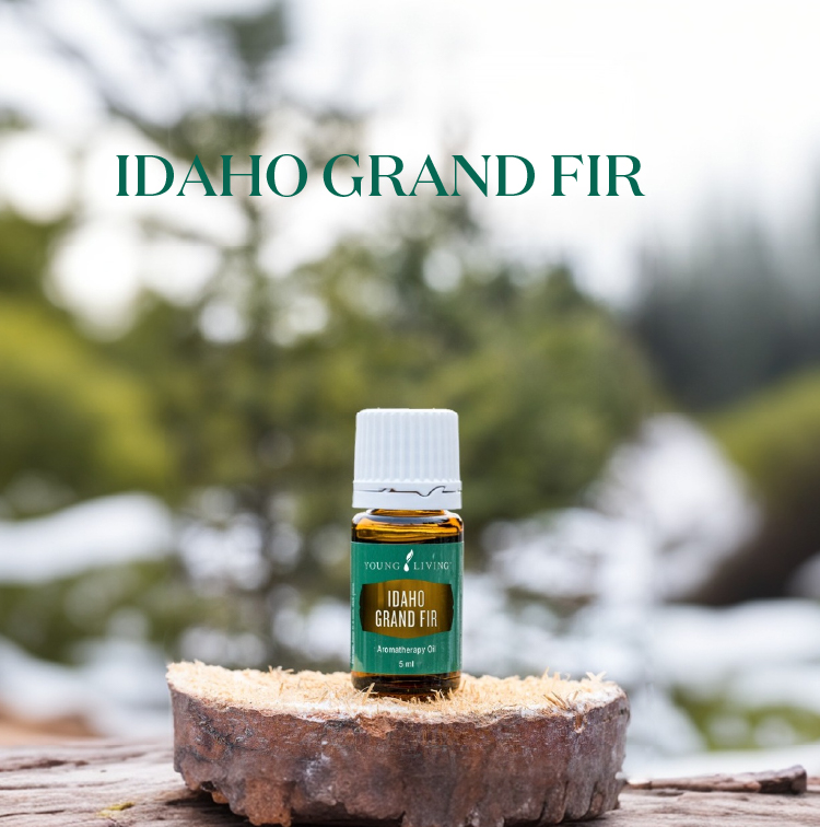 爱达荷州巨冷杉 Idaho Grand Fir