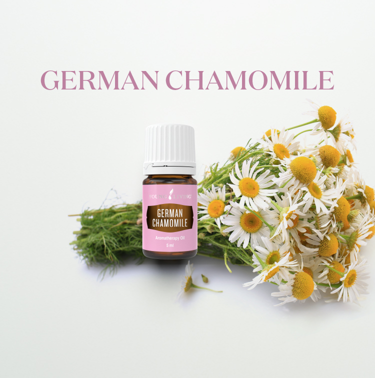 德国洋甘菊 German Chamomile