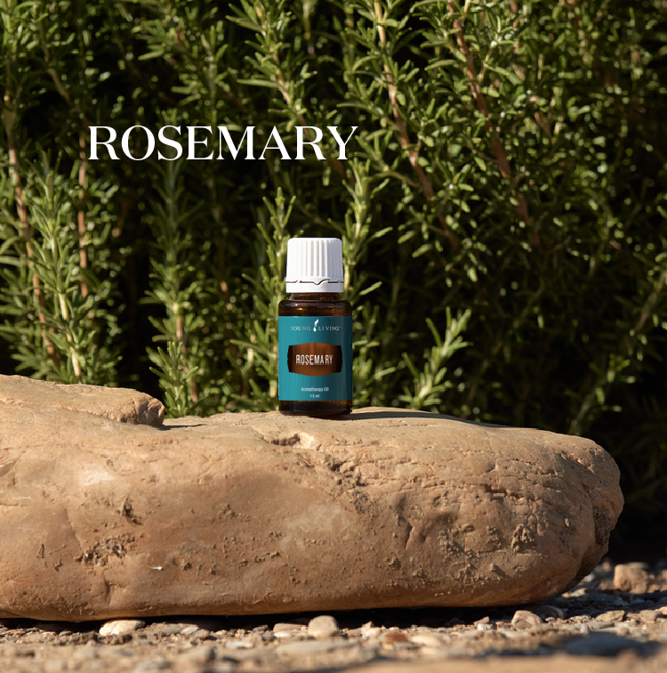 迷迭香 Rosemary