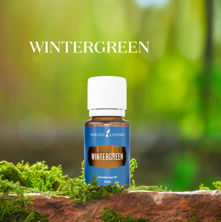 冬青 Wintergreen