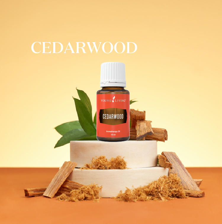 北非雪松 Cedarwood