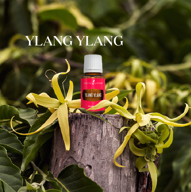 依兰依兰 Ylang Ylang