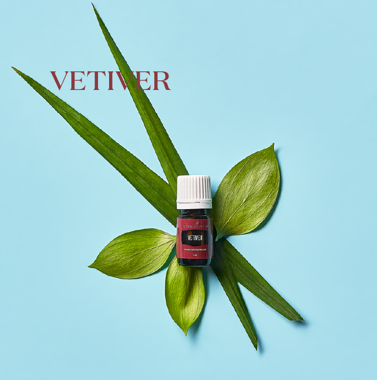 岩兰草 Vetiver