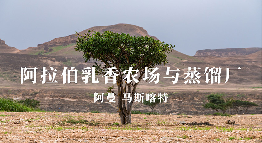 阿拉伯乳香农场与蒸馏工厂