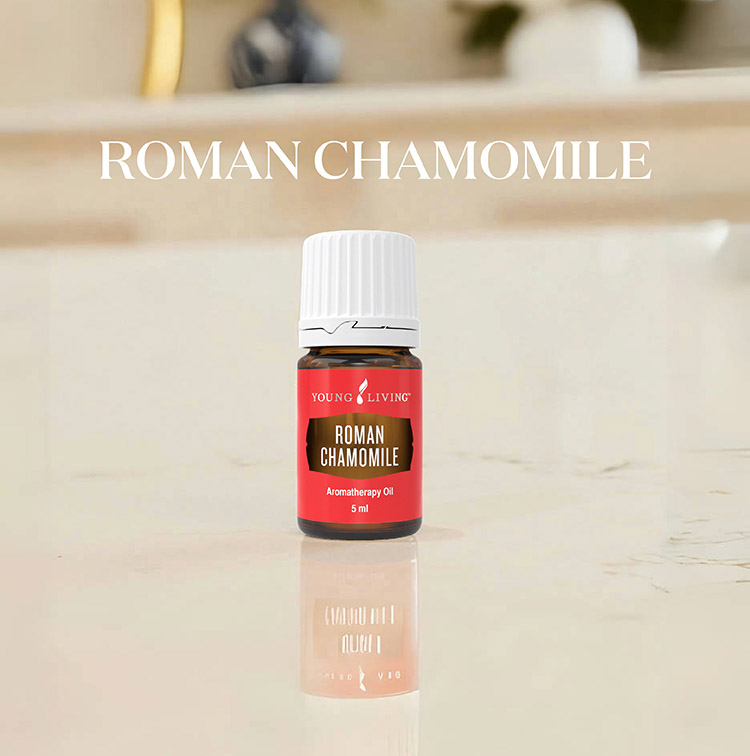 罗马洋甘菊 Roman Chamomile