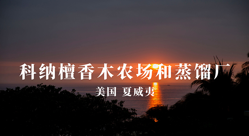 美国夏威夷科纳檀香木造林计划
