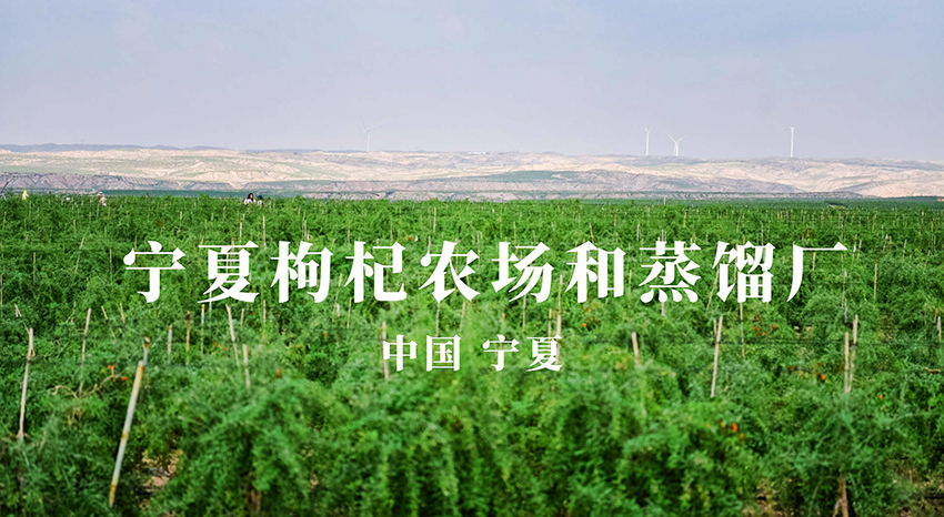 中国宁夏枸杞农场和蒸馏厂