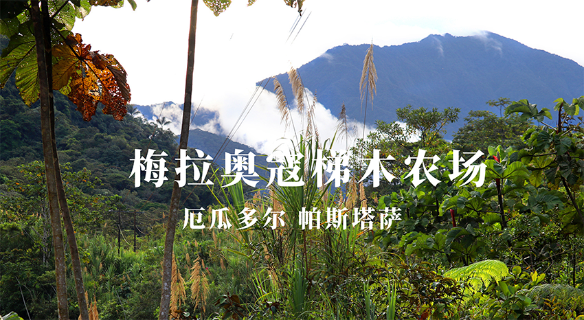 厄瓜多尔MERA OCOTEA农场