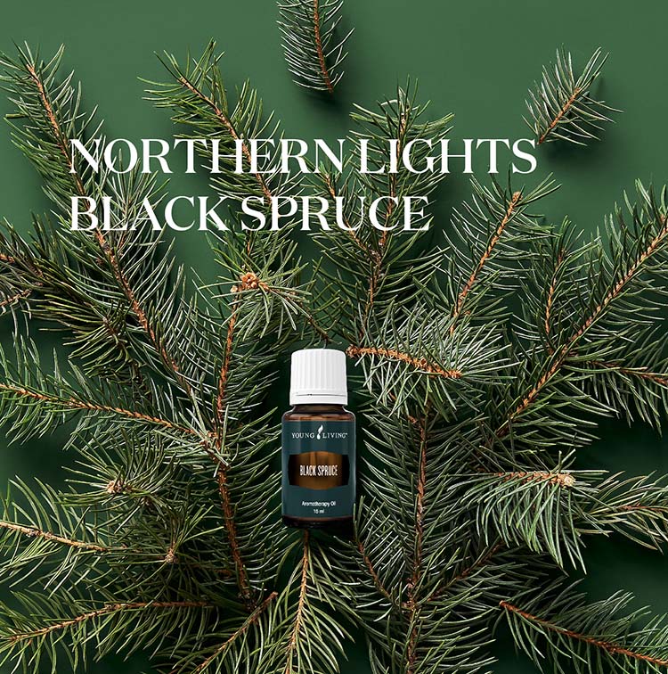 悠乐芳北极光黑云杉 Northern Lights Black Spruce