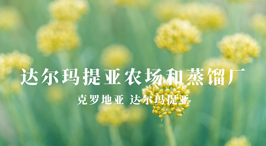 克罗地亚达尔玛提亚芳香农场和蒸馏工厂
